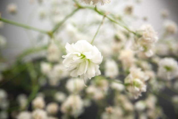 Close-up onderaanzicht kleine witte bloemen op onscherpe achtergrond