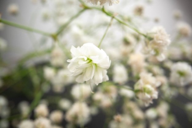 close-up onderaanzicht kleine witte bloemen op onscherpe achtergrond