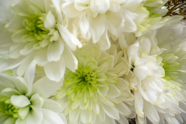 close-up onderaanzicht witte bruiloft bloemen