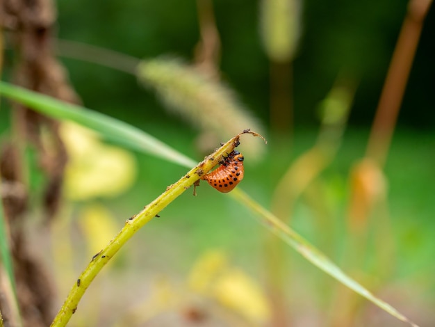 Close-up of one Colorado potato beetle larva crawling along the stem