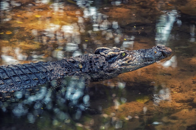 Close up of one crocodile floating in water in the Asia zoo