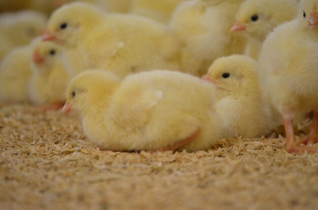 Photo close-up of a one day old broiler chicks