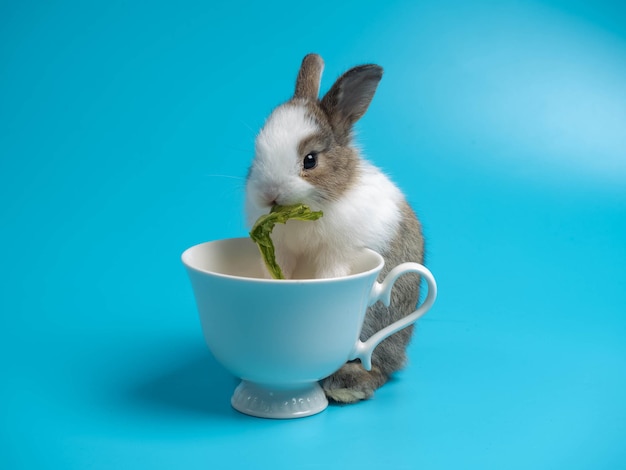 Primo piano di un primo coniglio bianco marrone animale piccolo banny pasqua sta mangiando carota guarda la fotocamera sedersi tazza piuttosto bello e divertente animale felice animale domestico selvatico hanno sfondo blu isolato copia spaziox9