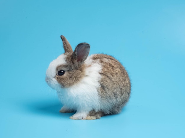 Close up of one first brown white rabbit animal small banny easter is eating carrot look at camera sit pretty beautiful and funny happy animal pet wild have blue isolated background copy spacex9