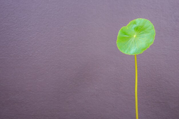 Foto chiuda su una foglia fresca della pianta asiatica di centella sul fondo grigio della parete