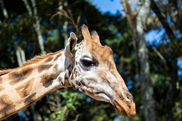 A close-up of one giraffe's head