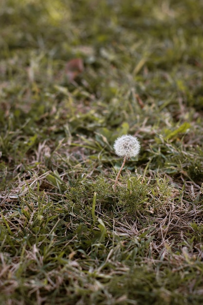 close up of one white dandelion flower on ground