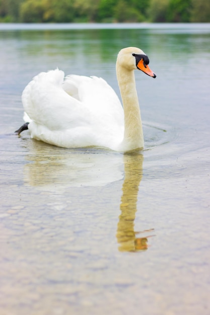 Close up one white swan swims on the lake