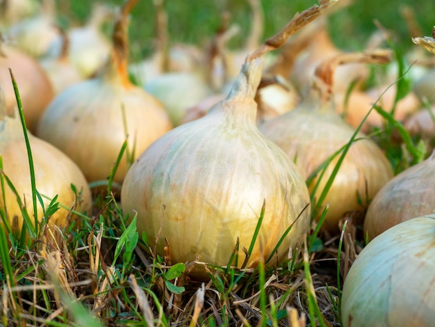 夏の夕日の草の上に配置されたタマネギの球根のクローズアップ。収穫、野菜、スパイス。