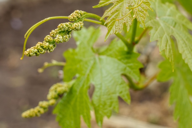 Close-up onrijpe groene tros druiven in de wijngaard in de vroege zomer