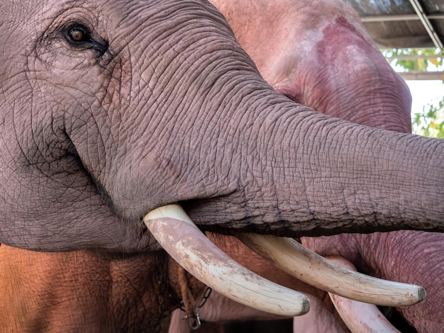 Close-up oog proboscis en slagtanden en huidoppervlak van witte olifant dierlijk portret close-up textuur roze huid van olifant in Thailand