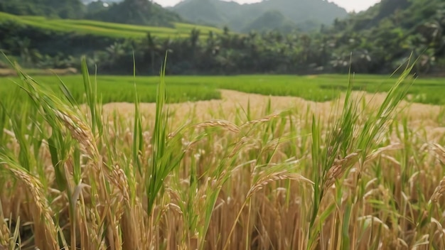 Close-up oog van rijst in rijstveld
