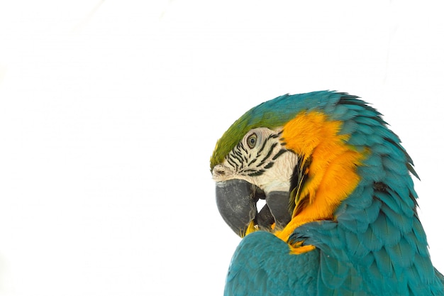 Foto close-up op blauw-en-gele ara geïsoleerd