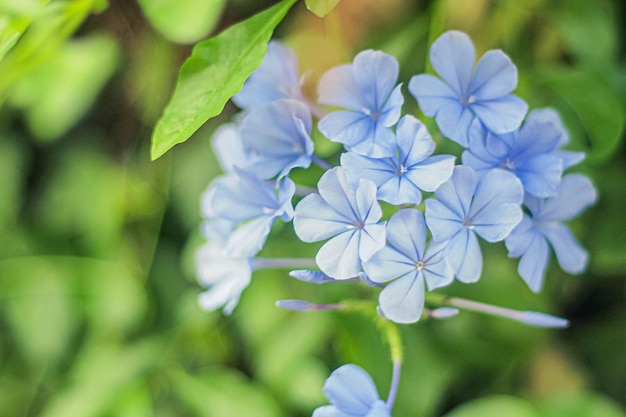 Close-up op blauwe cape plumbago auriculata bloem Plumbagidium auriculatum Lam bloem Blauwe bloem