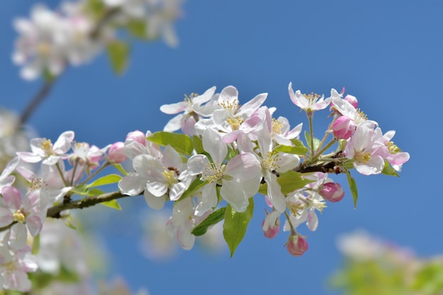 Close-up op bloemen bloeien op een appelboom op blauwe hemelachtergrond in de lente