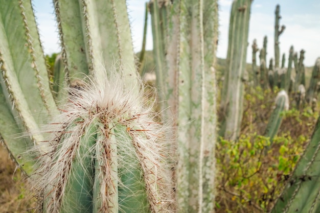 close-up op cactusplant met doornen en haren, in een woestijnomgeving