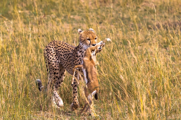 Close-up op Cheetah met prooi Impala-winnaar