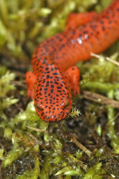 Close-up op de kleurrijke aantrekkelijke Blue Ridge Red Salamander Pseudotriton ruber op groen mos