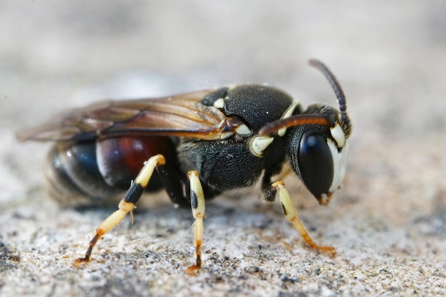 Close-up op de kleurrijke bonte gemaskerde honingbij, Hylaeus variegatus