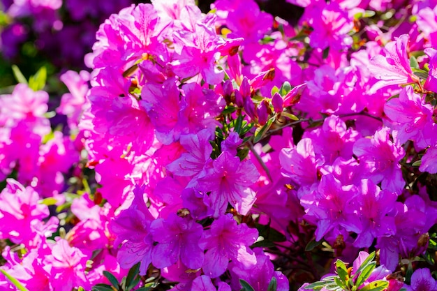 Close-up op de paarse bloemen van azalea japonica Konigstein japanse azalea stamper en meeldraden zijn zichtbaar