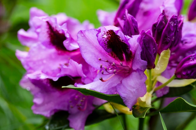 Close-up op de paarse bloemen van azalea japonica Konigstein japanse azalea stamper en meeldraden zijn zichtbaar