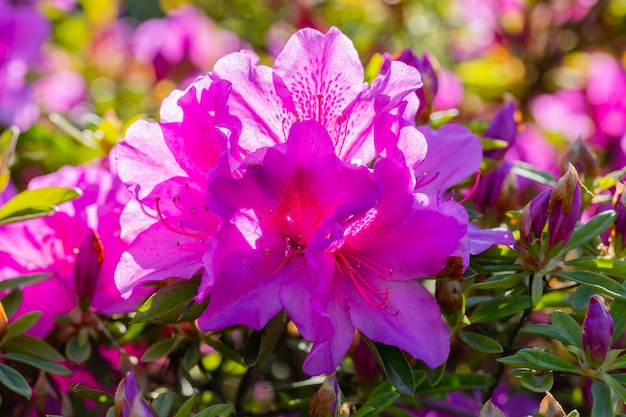 Close-up op de paarse bloemen van azalea japonica Konigstein japanse azalea stamper en meeldraden zijn zichtbaar