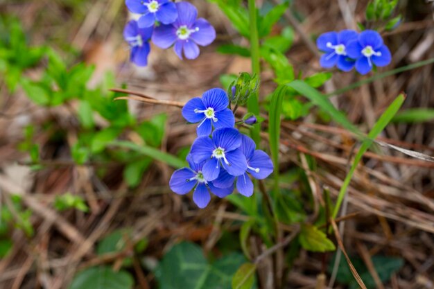 Close-up op de schitterende blauwe bloemen van germander speedwell Veronica chamaedrys spring