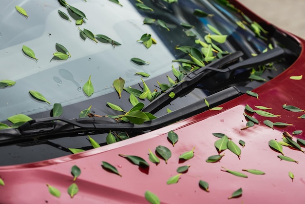 Close-up op de voorruit en motorkap van een rode auto veel groene gevallen bladeren