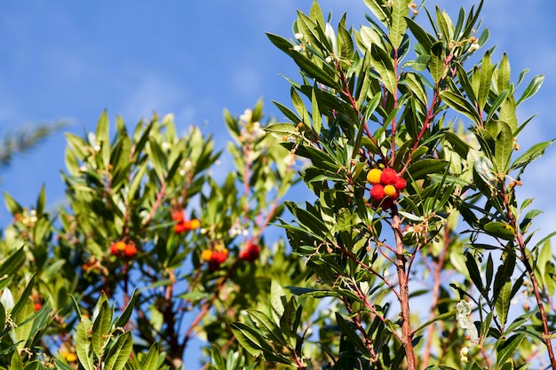 Close-up op de vrucht van een aardbeiboom Arbutus Unedo