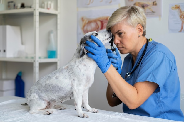 Foto close-up op dierenarts die voor hond zorgt