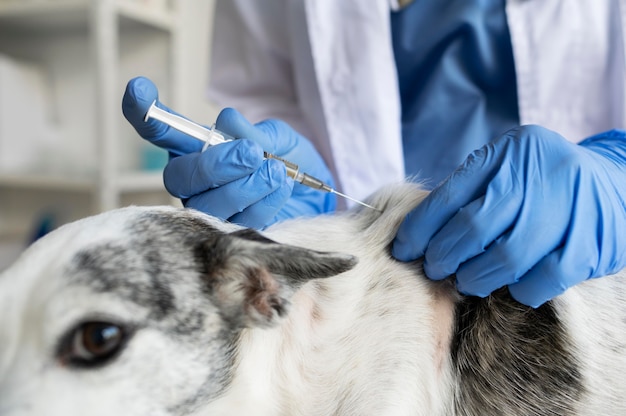 Foto close-up op dierenarts die voor hond zorgt