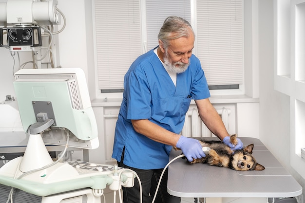 Foto close-up op dierenarts die voor huisdier zorgt