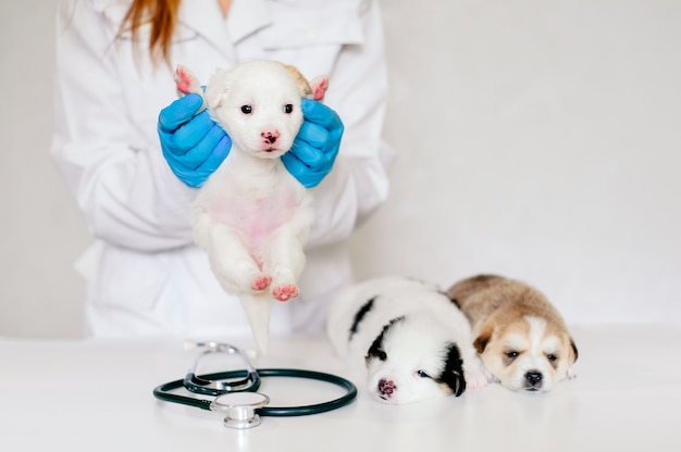 Close-up op dierenarts met een witte pup