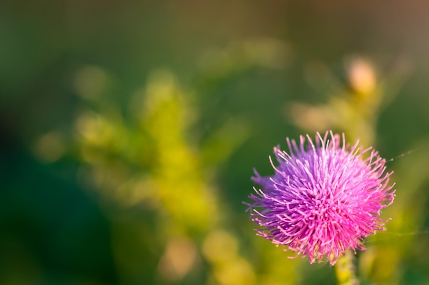 Foto close-up op een distelbloem. ondiepe scherptediepte.