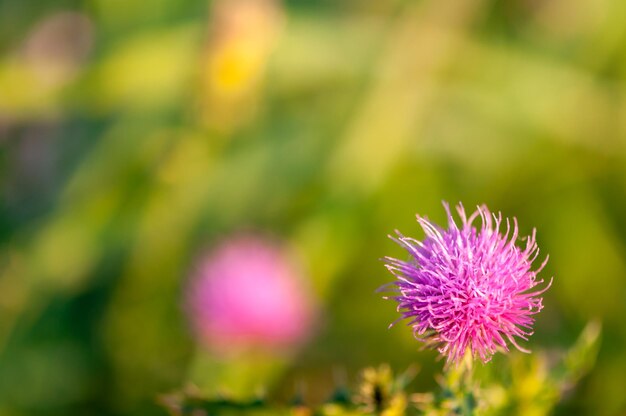 Close-up op een distelbloem Ondiepe scherptediepte