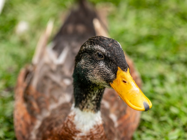 Close-up op een eend op de boerderij