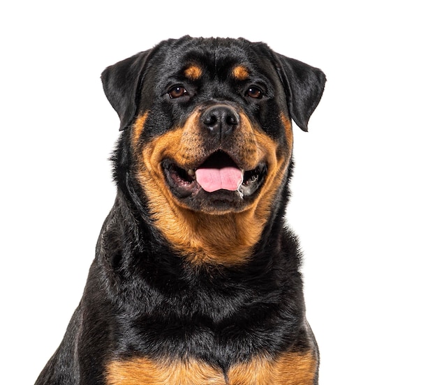 Close-up op een gelukkige Rottweiler-hond die op wit wordt geïsoleerd