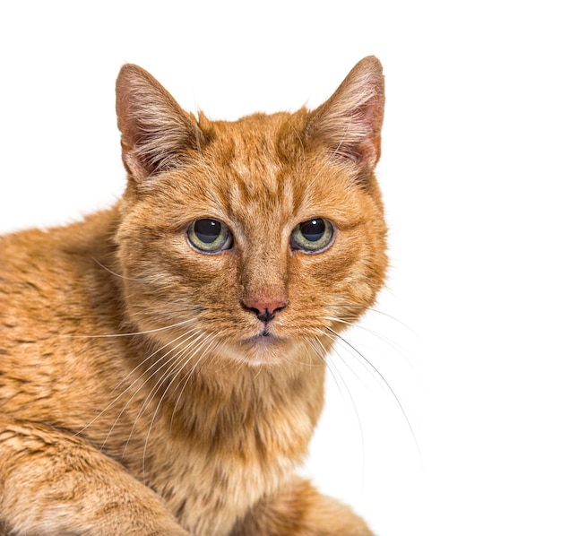 Close-up op een heel oude gemberkat met lentigo op geluid en lippen