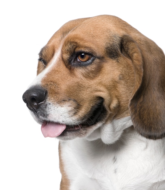 Close-up op een hond, zijaanzicht, Beagle met digitale verbetering.
