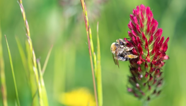 Close-up op een honingbij die stuifmeel verzamelt op klaverbloem op groene vage achtergrond