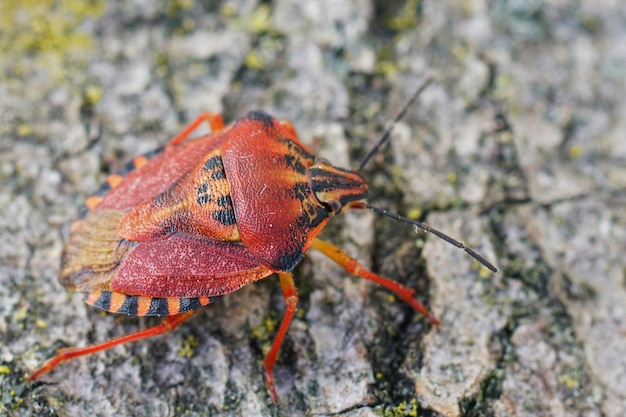Close-up op een kleurrijke rode schildwants, carpocoris pudicus uit the