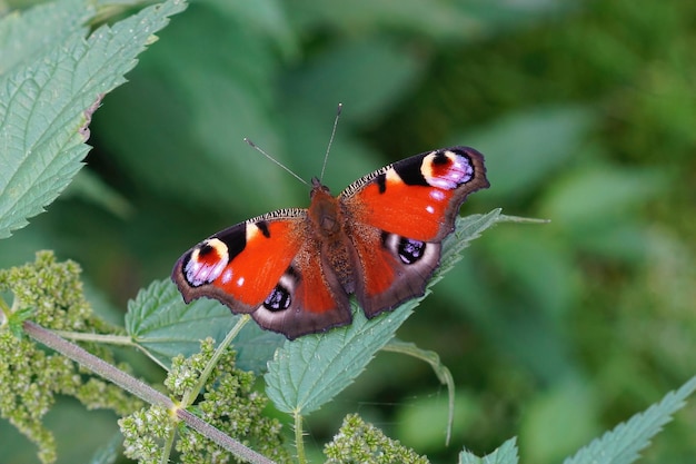 Foto close-up op een kleurrijke verse te voorschijn gekomen peacock-vlinder, inachis i