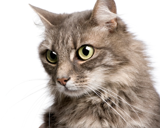 Close-up op een kruising angora kat en Europese kat met 9 jaar.