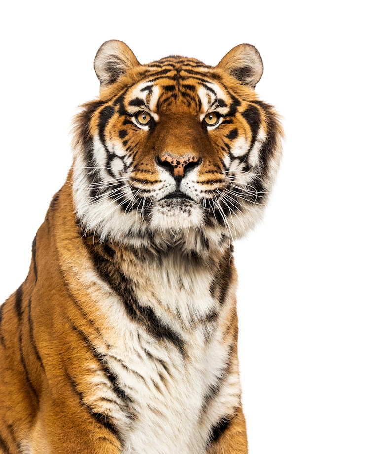 Foto close-up op een mannelijke tijger die de camera, grote kat bekijkt
