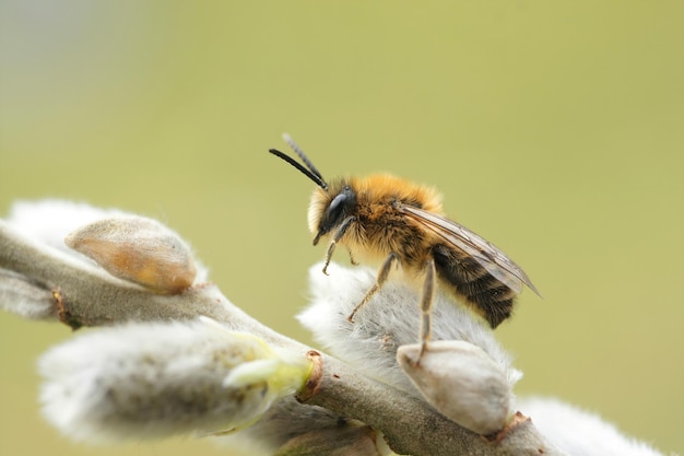 Close-up op een mannelijke vroege gipsbij, Colletes cunicularius zittend op een geitenwilg, Salic caprea in het voorjaar