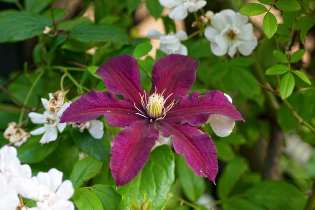 Close-up op een paarse Clematis met wilde witte roos erachter