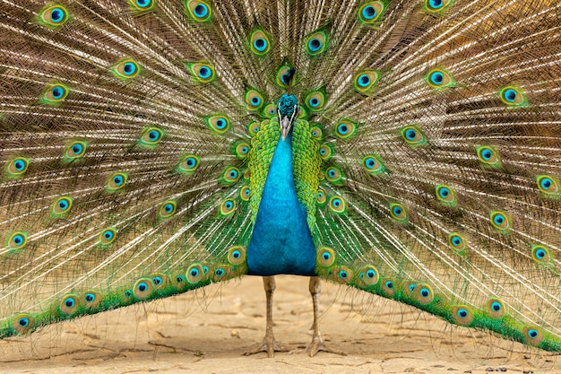 Close-up op een pauw op de boerderij