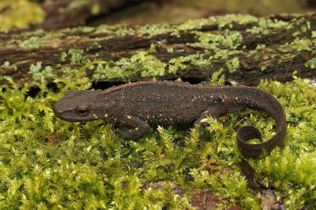 Close-up op een terrestrische vrouwelijke Chinese wrattensalamander, Paramesotriton chinensis zittend op groen mos