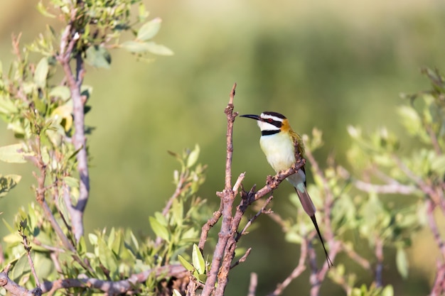 Close-up op een vogel zittend op een tak