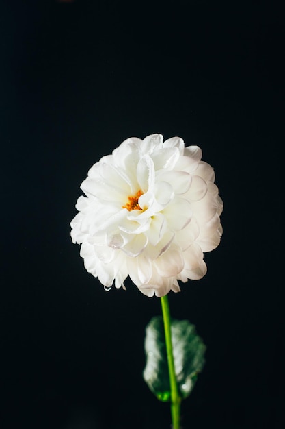 Close-up op een witte bloem op een zwarte achtergrond